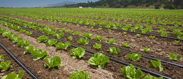 FACULTY OF AGRICULTURAL PRODUCTION AND MANAGEMENT